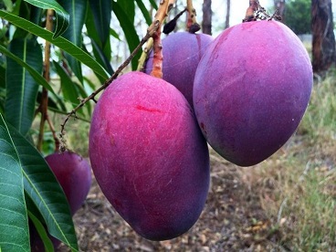 frutas tropicales mangos 2022