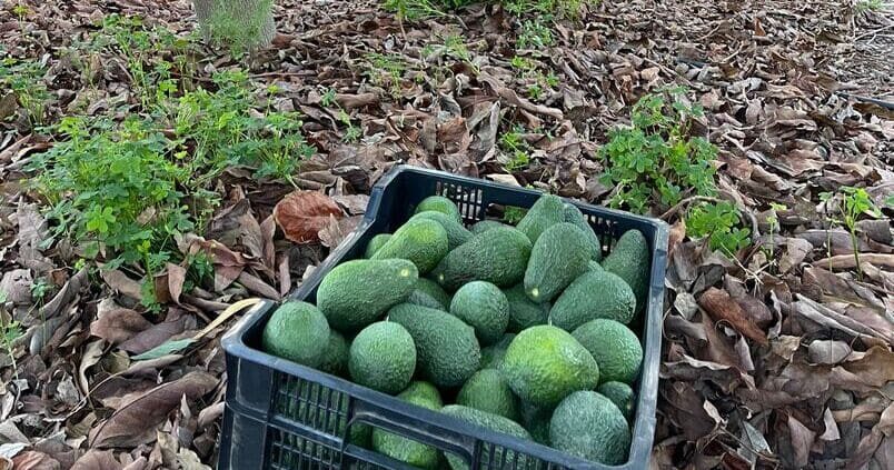 aguacate-caja-aleses-1-1200x1200